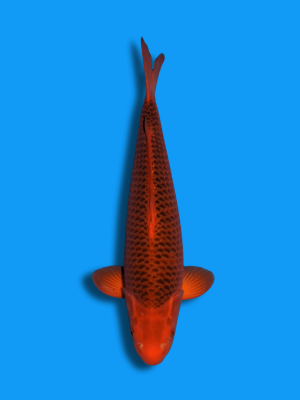 Aka Matsuba | Koi&Co.